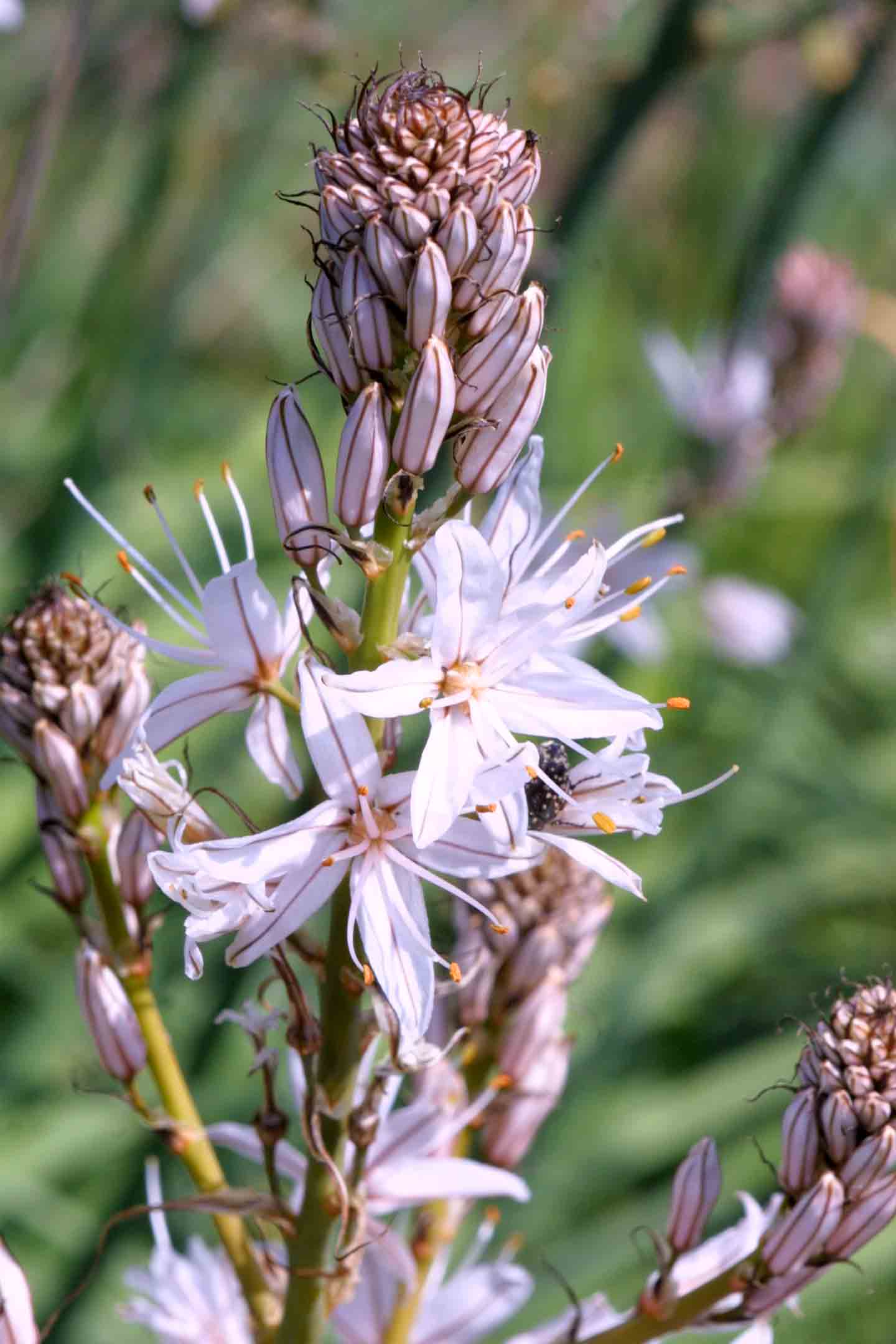 Asphodelus ramosus / Asfodelo ramoso